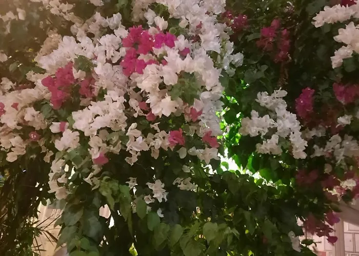 Beyaz Rum i privatbostad